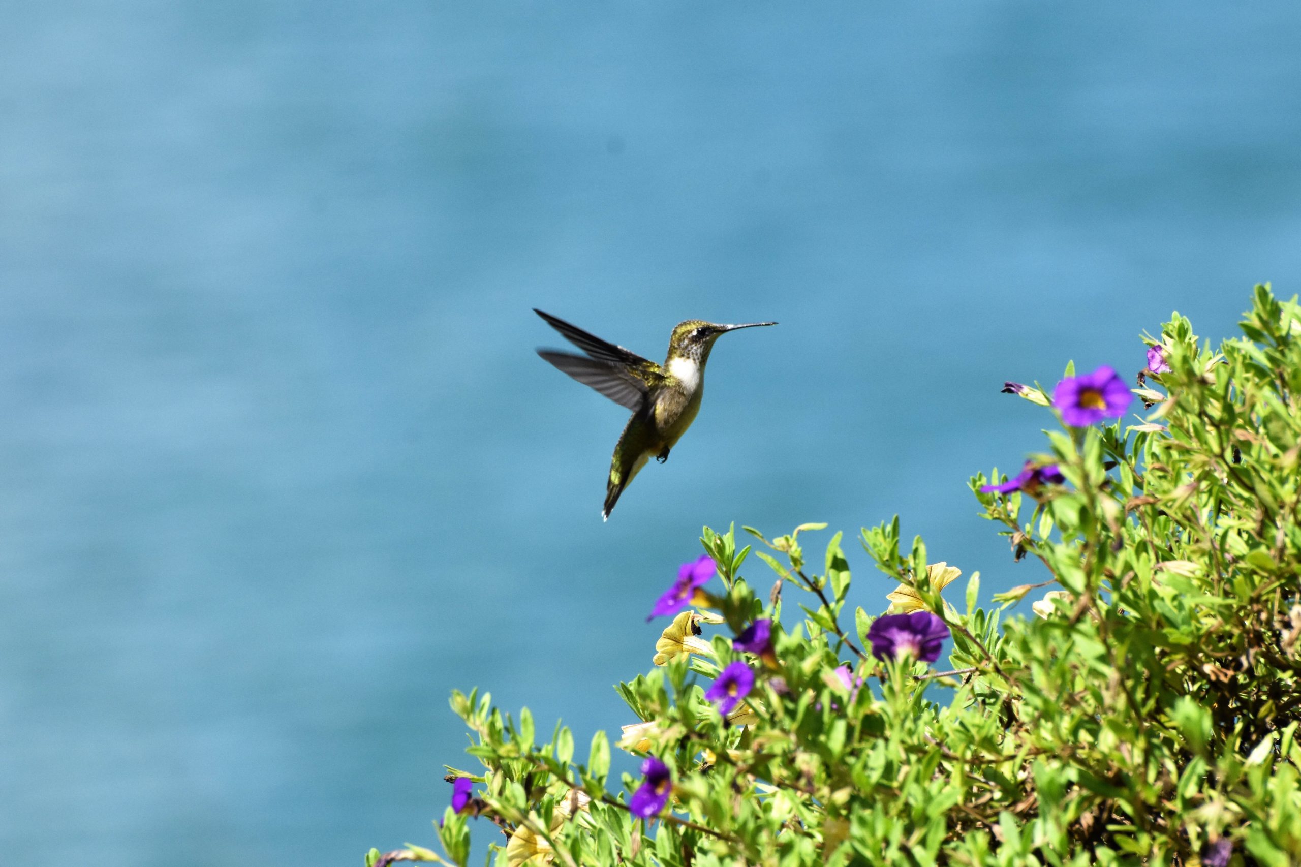 Google Hummingbird Update